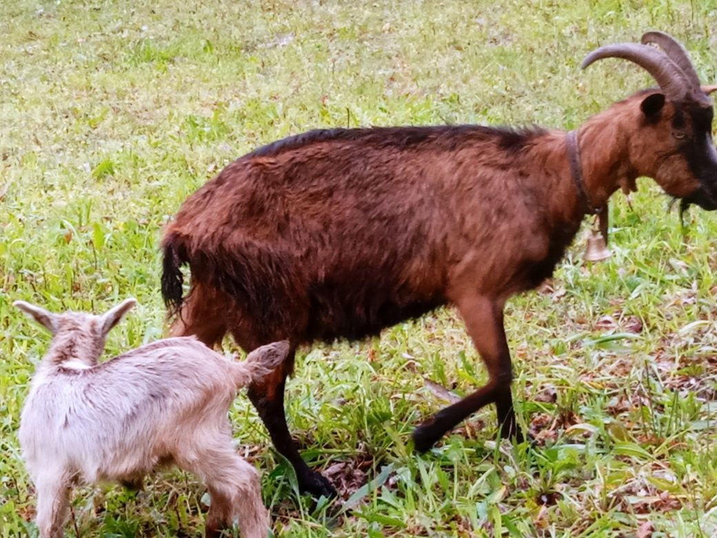 Cabra e cabrito alpinos