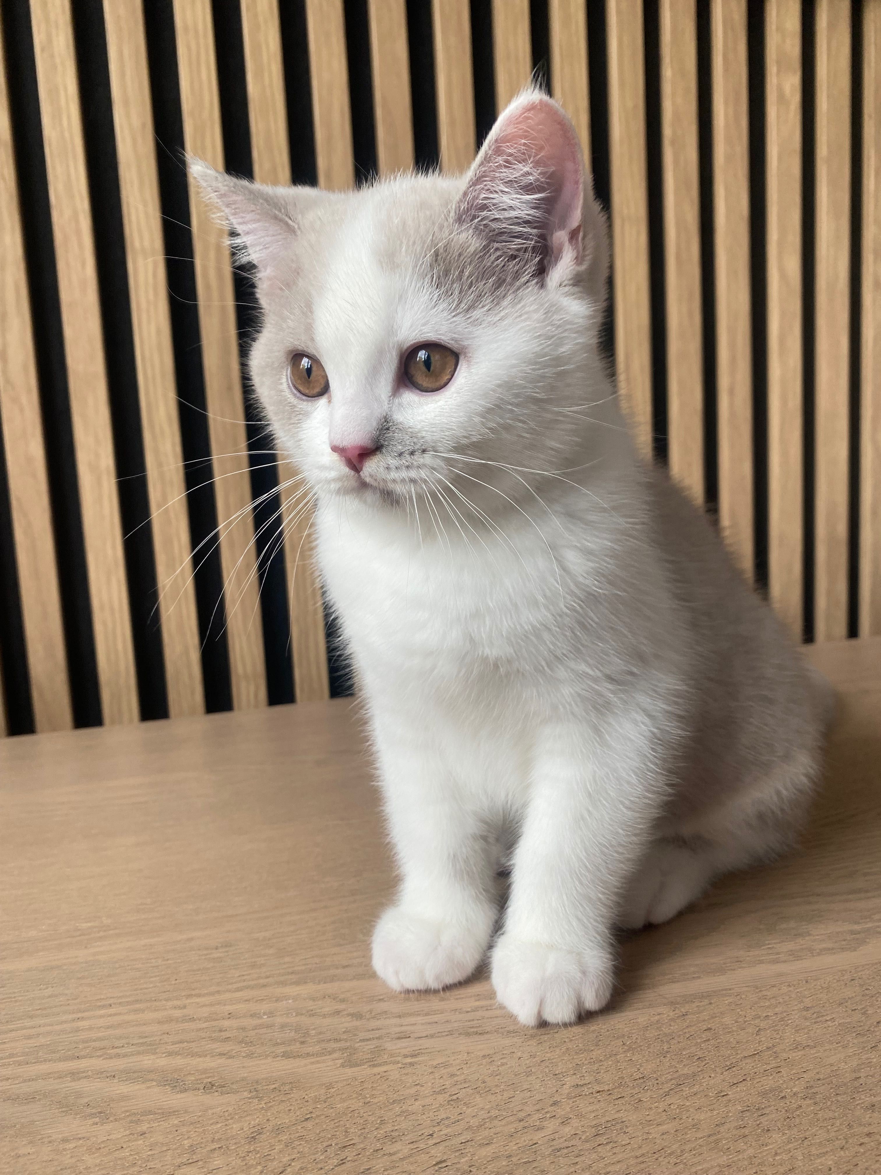 kot brytyjski lilowy Bicolor rodowód FPL