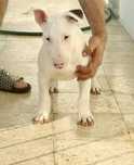 Bull Terrier Disponível