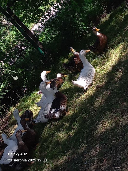 Sprzedam kaczki staropolskie
