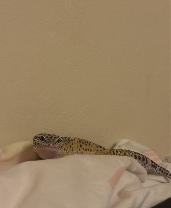 gekon lamparci wraz z terarium