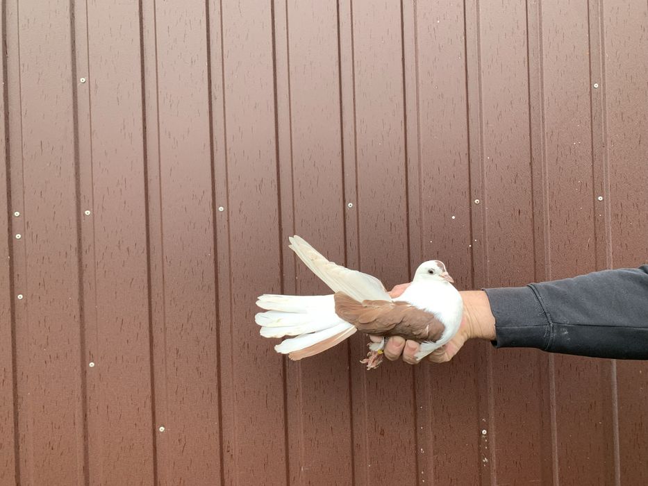 Orlik,orliki lubelskie czerwone boki -samice