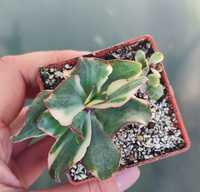 Crassula Curly Green variegata сукуленти красули грошове дерево крассу