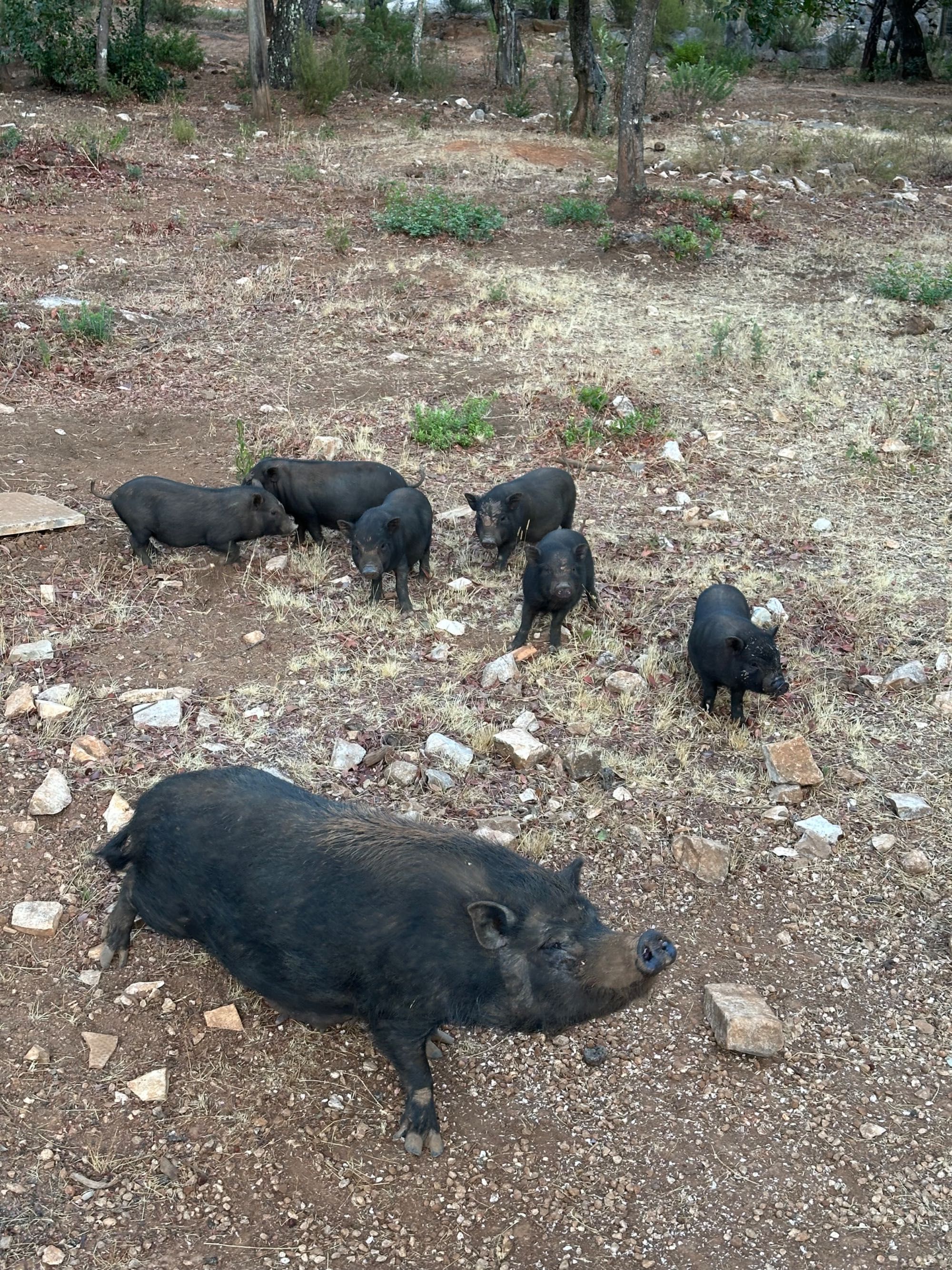 Porquinhos vietnamitas