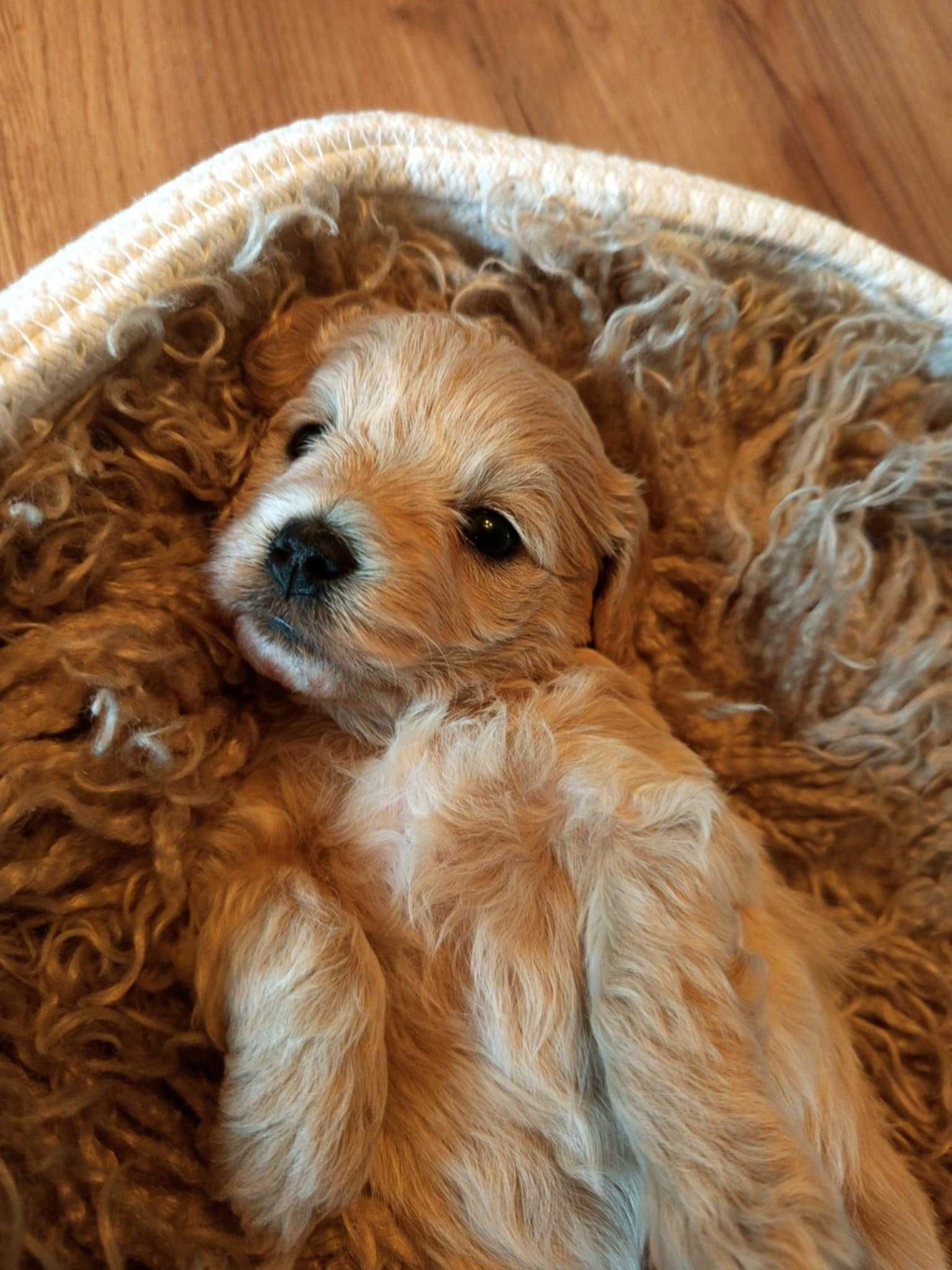 Maltipoo F1 Aurora zarezerwowana