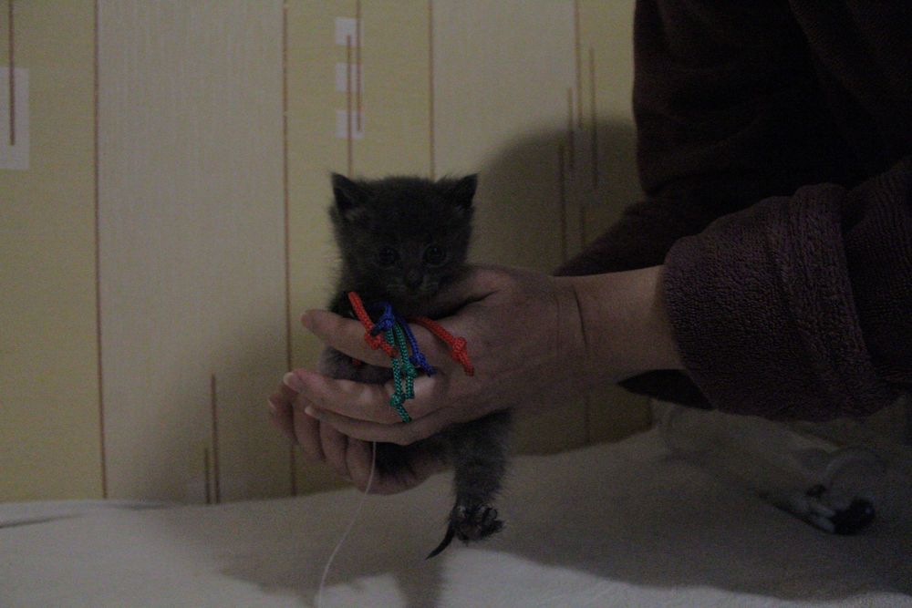 Маленьке кошеня шукає люблячу сім’ю!