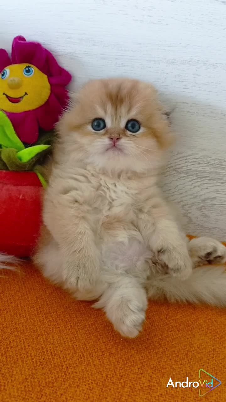 Красивенный котик золотая шиншилла. Шотландский вислоухий