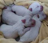 West highland white terrier