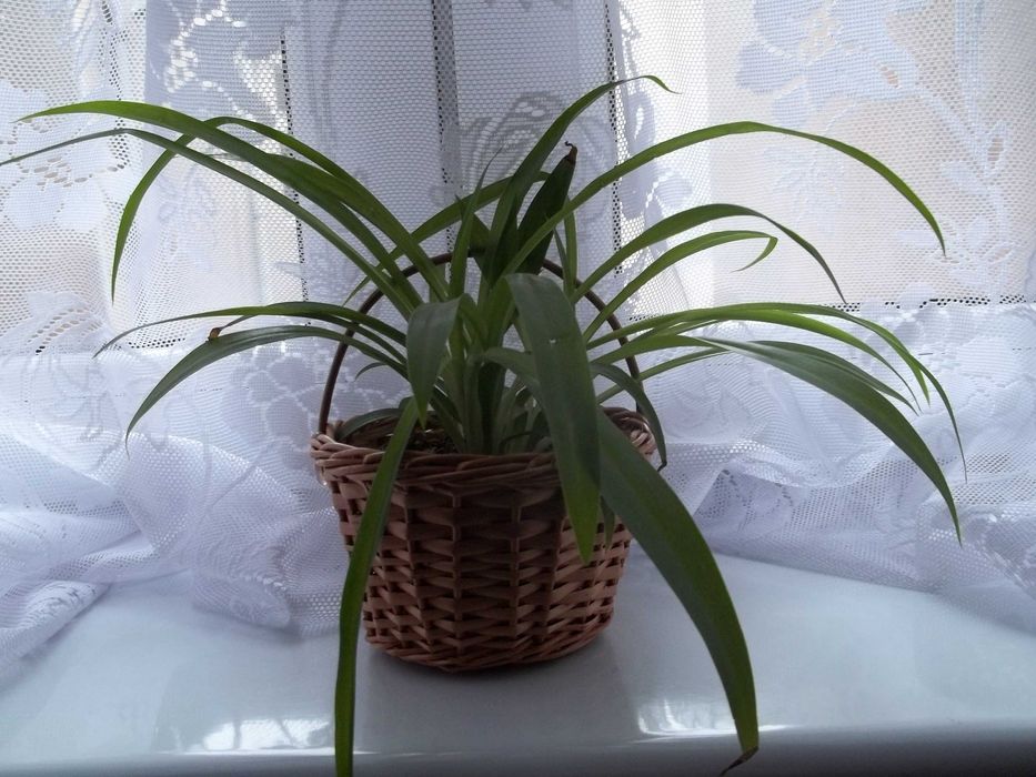 Roślina doniczkowa wieloletnia odmiana kwitnąca cały rok zielona