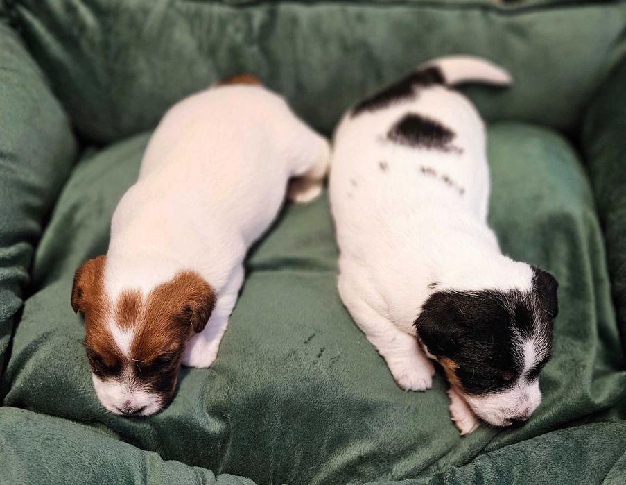 Jack Russell Terrier FCI ZKwP