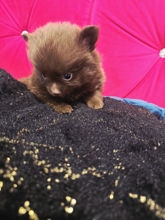Szpic miniaturowy pomeranian