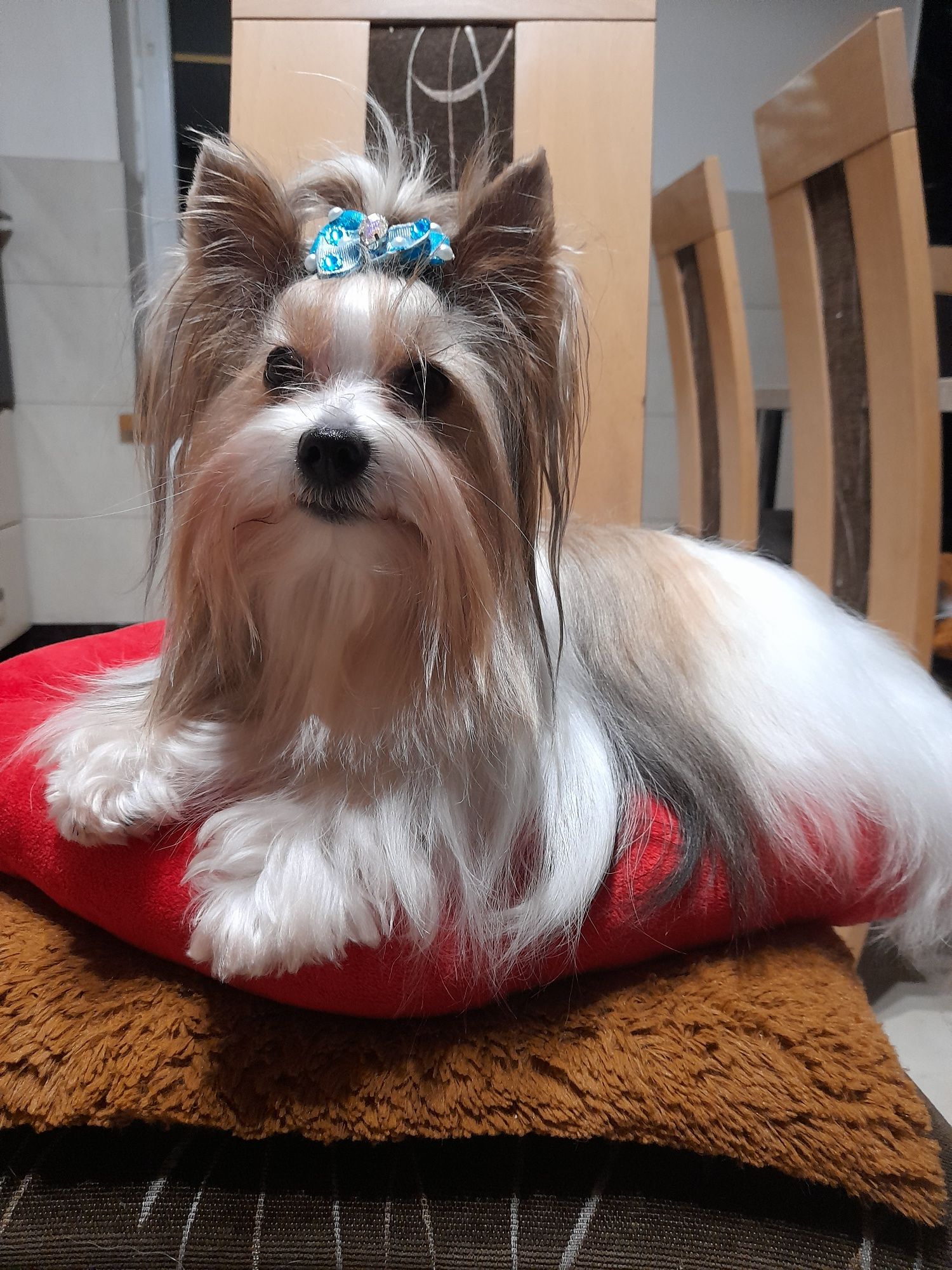 Yorkshire Terrier Reproduktor Mini White Ocen Pearl  Champion