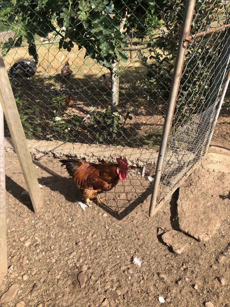 Animais de quinta