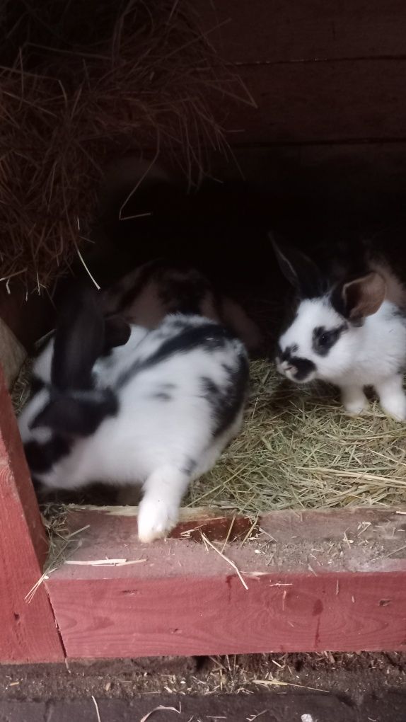 Młode króliki !!!