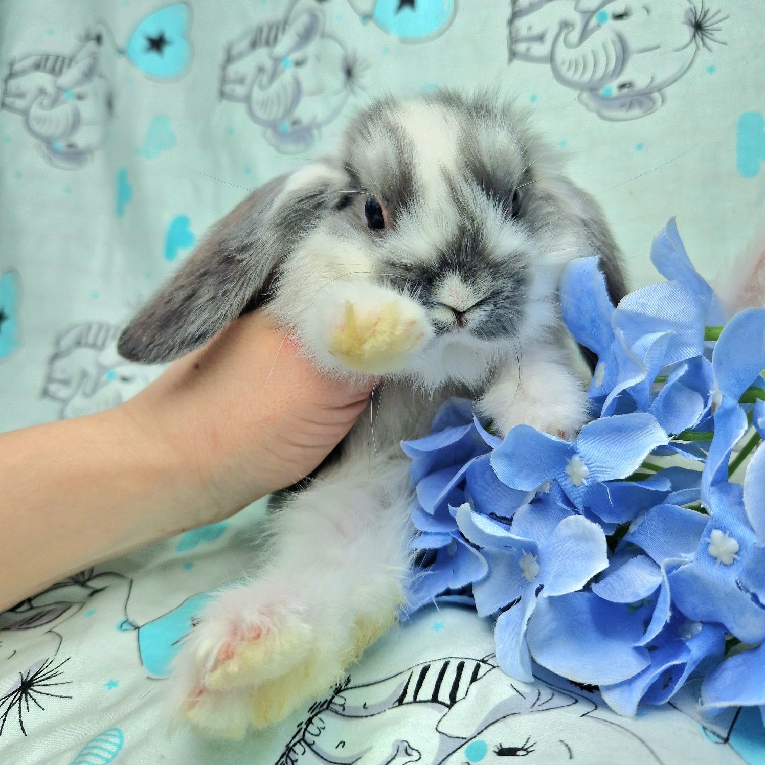 Карликовый кролик,вислоухий баранчик NHD,бело-голубой