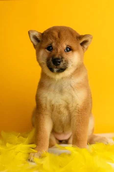 Shiba Inu disponível