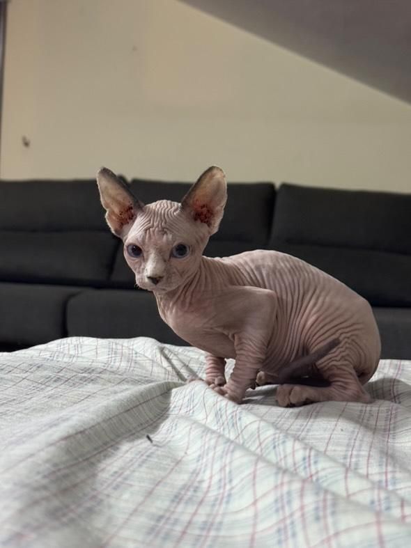 Sphynx Bicolor - Menina