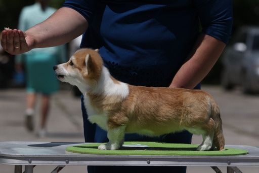 Мальчик корги_Джери