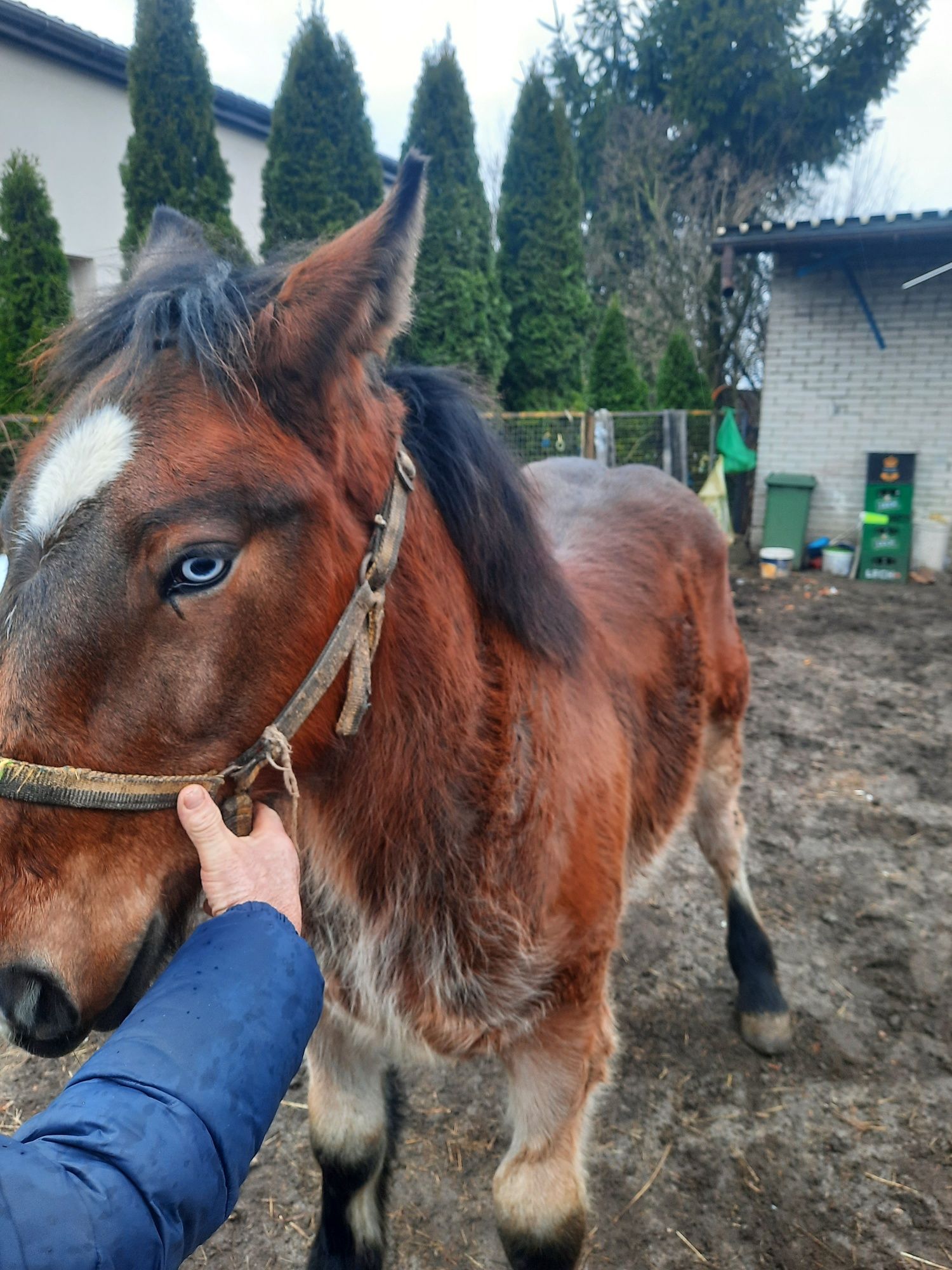 Źrebak 9 miesięcy, bardzo ładny, rybie oko