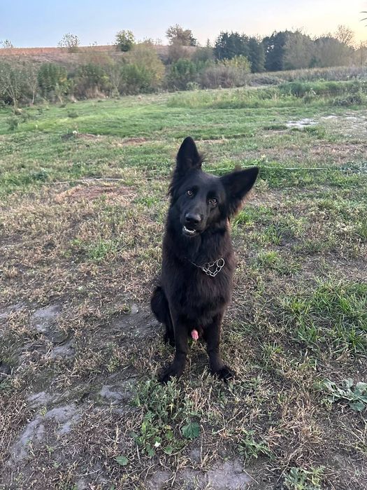 Німецька вівчарка в'язка