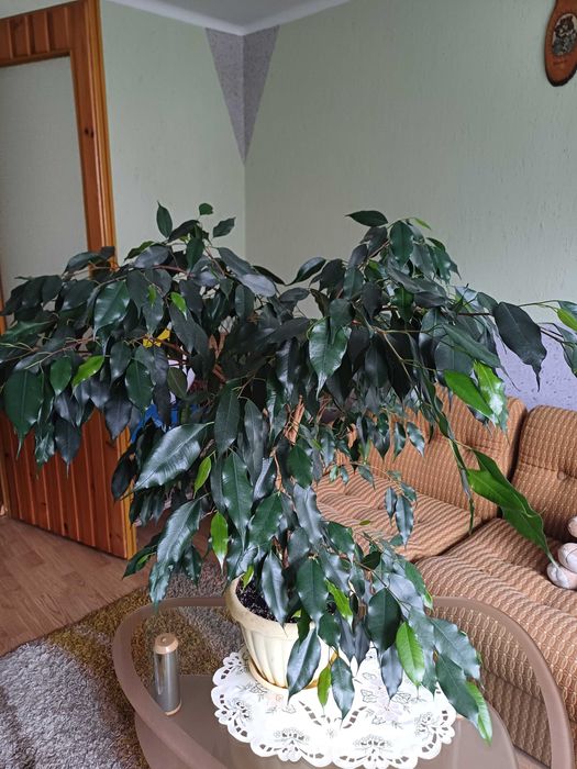 Kwiat Fikus Benjamin 70 cm