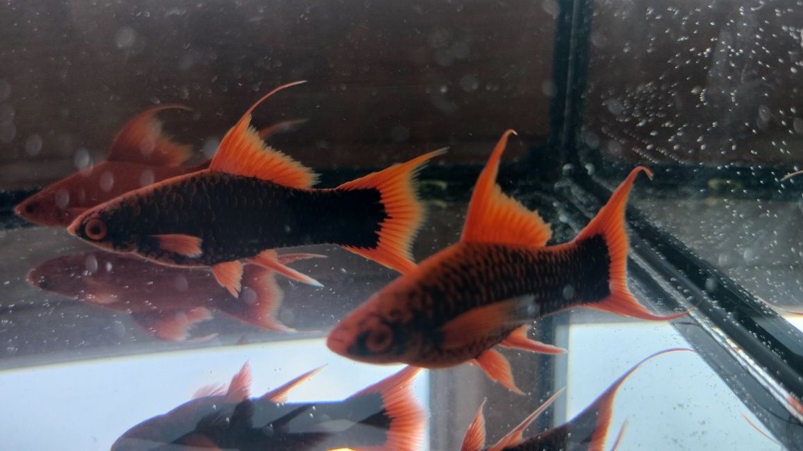 Samce Red Alpha, Ruby Red mieczyk/mieczyki