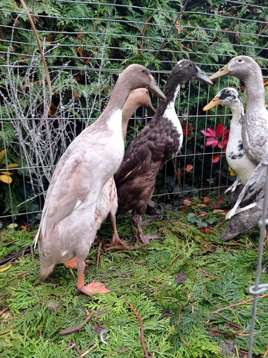 Biegus indyjski, biegusy, kaczki ozdobne, pary