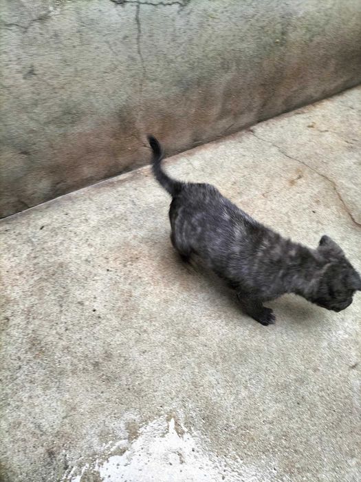 Cachorro da Raça Cão de Fila de S. Miguel