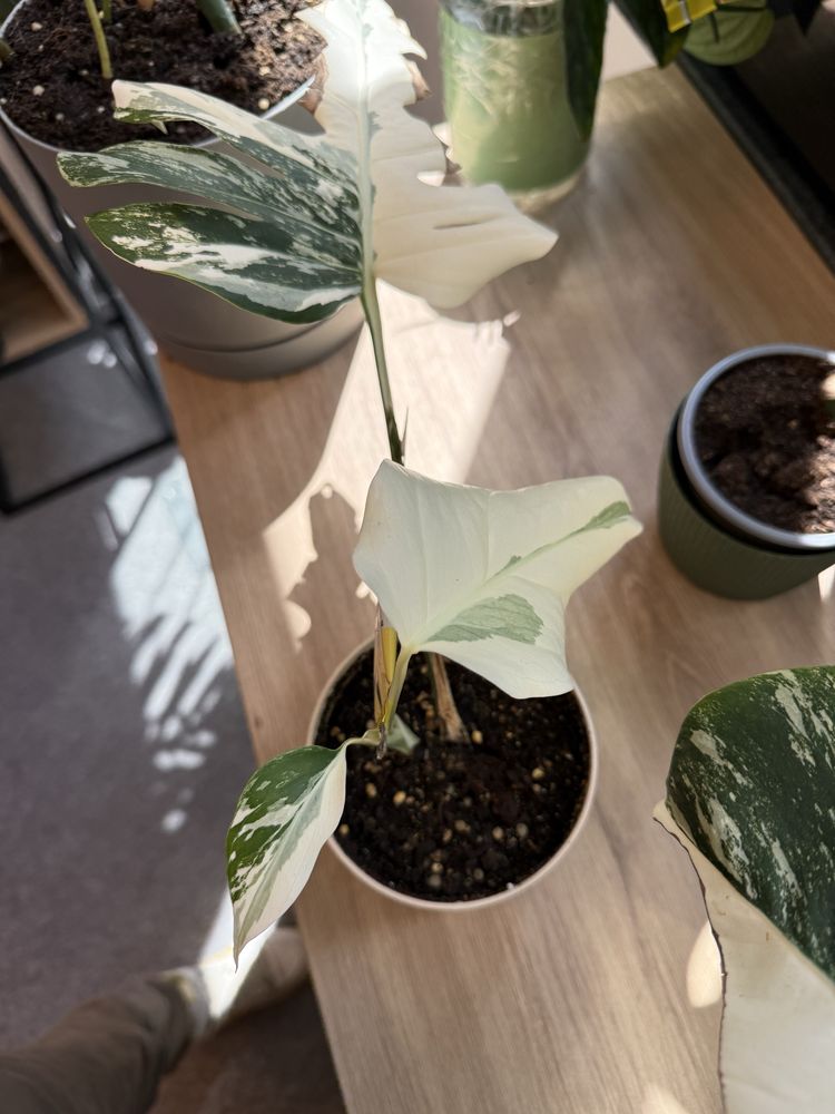 Monstera variegata big form ukorzeniona