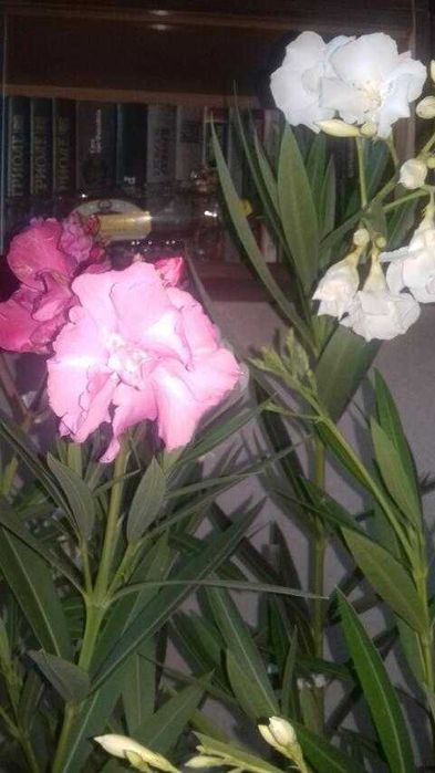 Олеандры греческие. Розовые и  белые