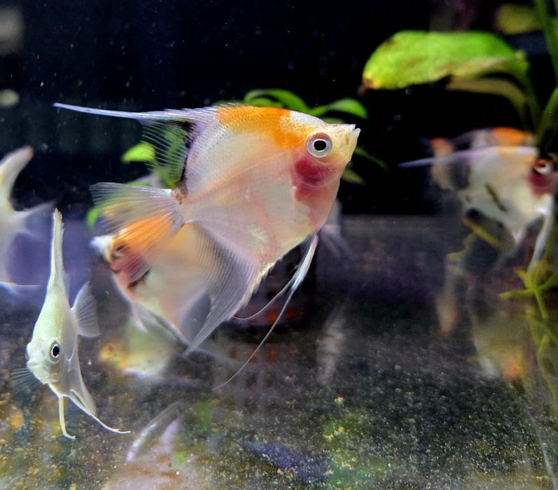 Skalar koi (wysyłamy)