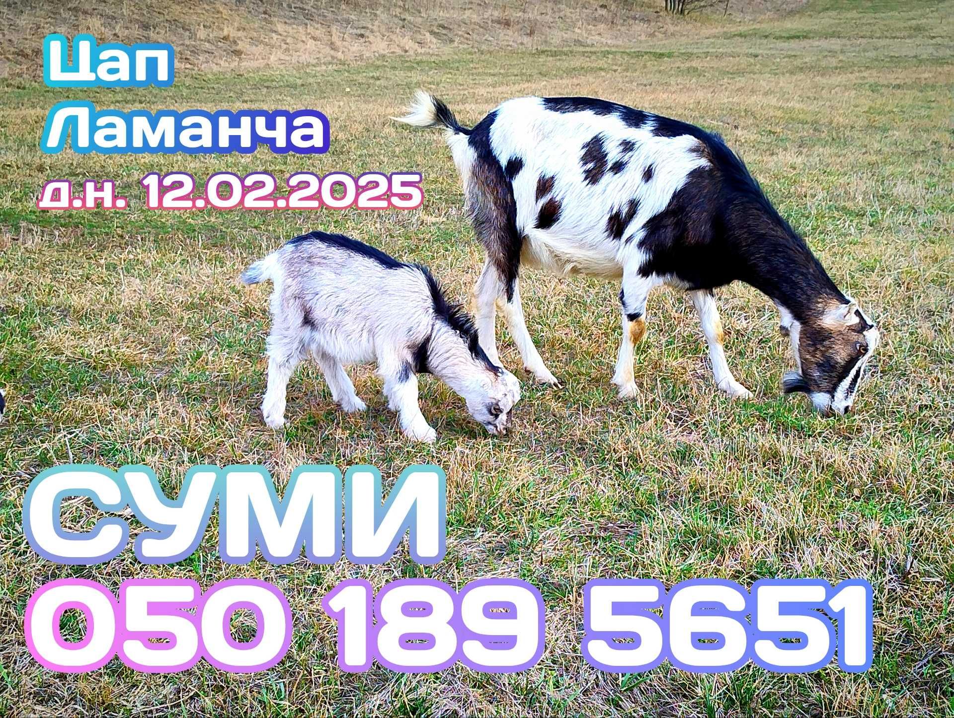 Цап Ламанча ~ д.н. 12.02.2025