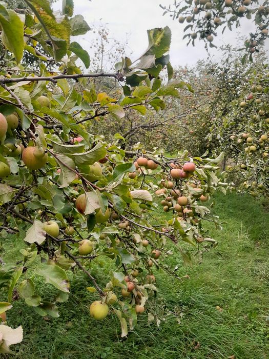 Jabłka eko różne odmiany wysyłka