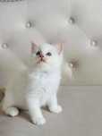 Ragdoll kocurek kolor RAG g niesamowity  kolor !!! Lagooneyes.Fife/FPL