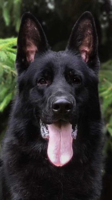 Owczarek niemiecki czarny