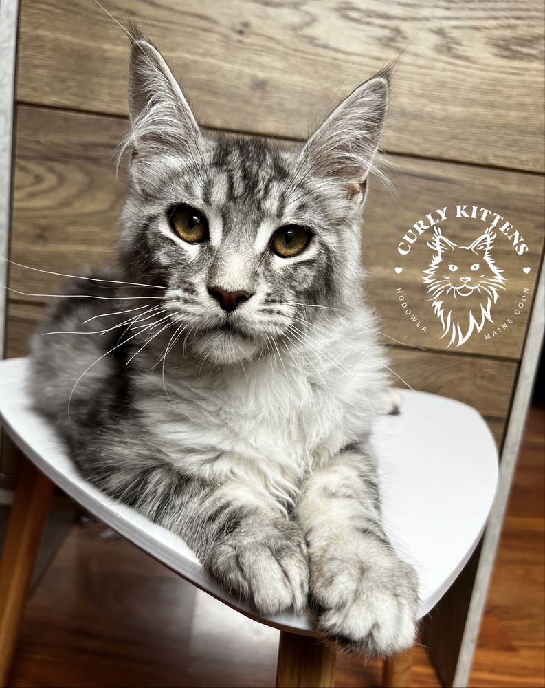 Kotka Maine coon do hodowli