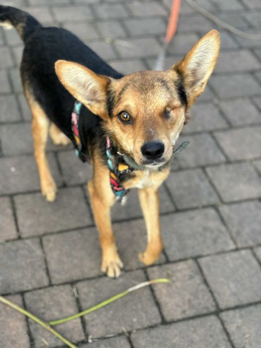 Kochany mały biedulek bez oka adoptuj