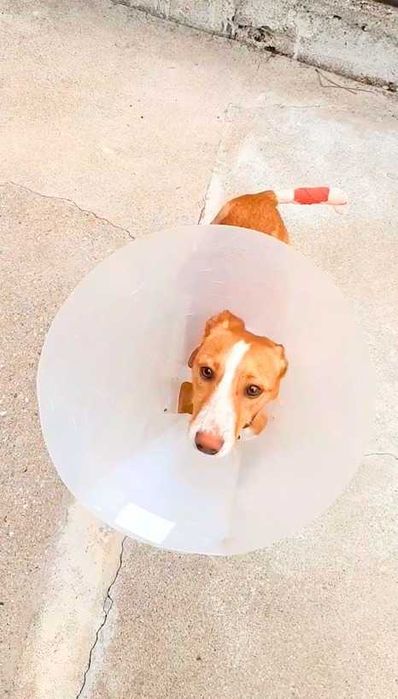 Cão podengo para adoção responsável
