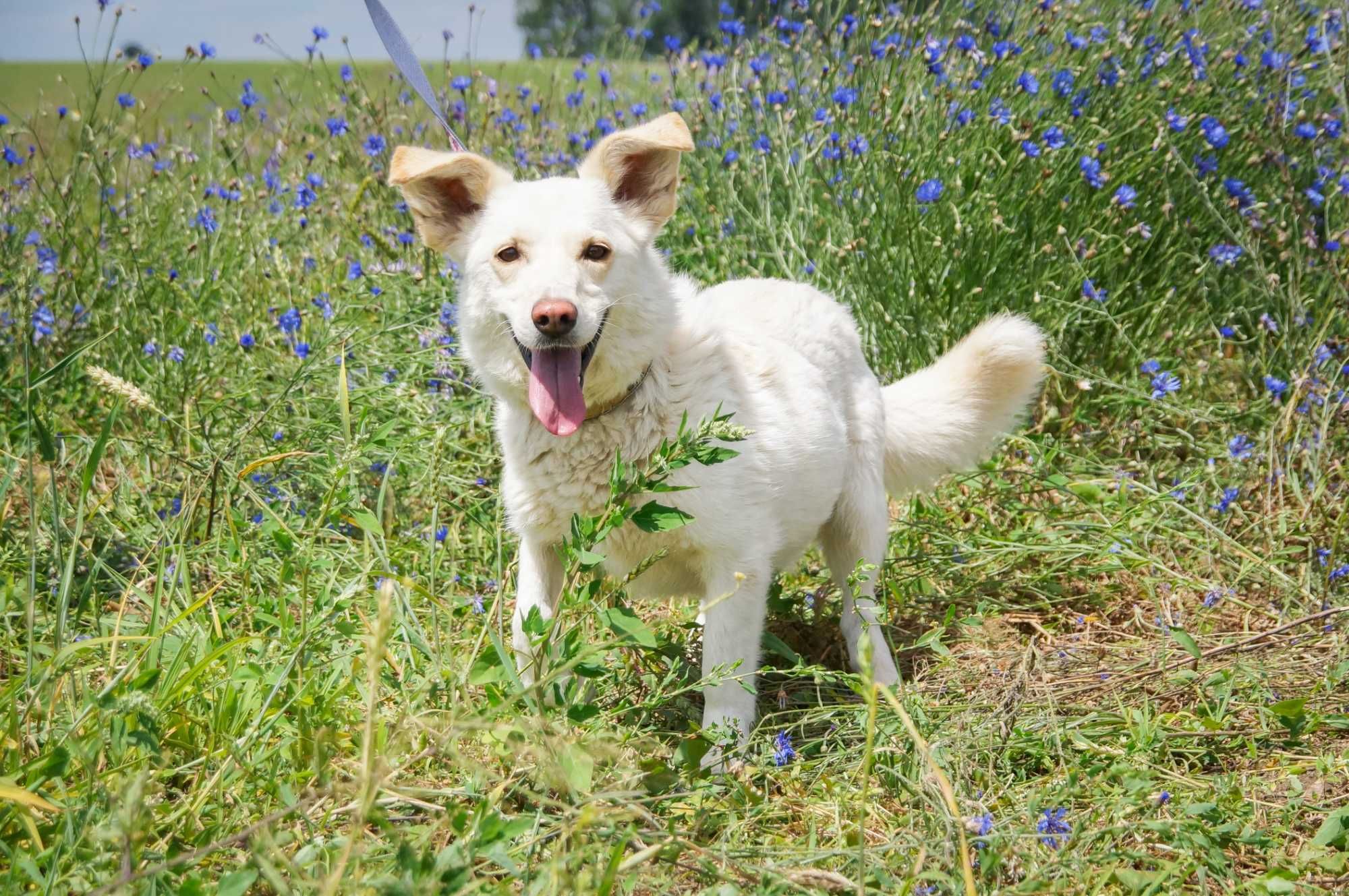 Enter- psiak w typie białego corgi do odpowiedzialnej adopcji.