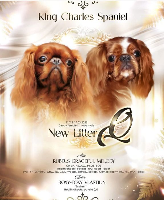 Цуценята Кінг Чарльз спаніель