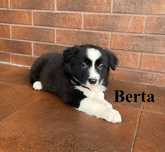 Border Collie, Suczka z Rodowodem, Rodzice przebadani, Berta