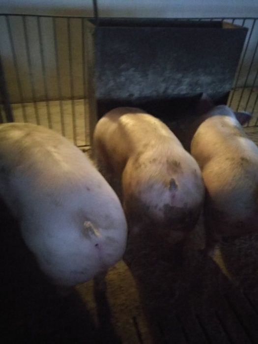 Продам свиней м'ясних порід м'ясні свині жива вага свиньи