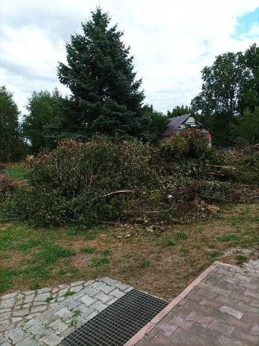 Drewno gałęziówka oddam za darmo