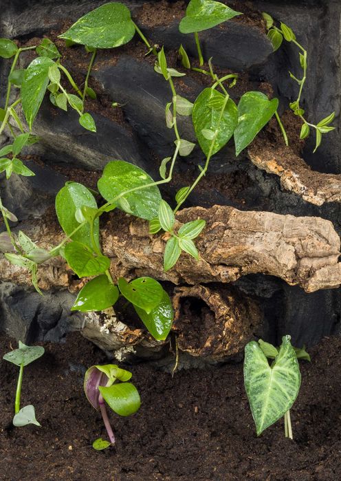 40x40x60 terrarium tropikalne