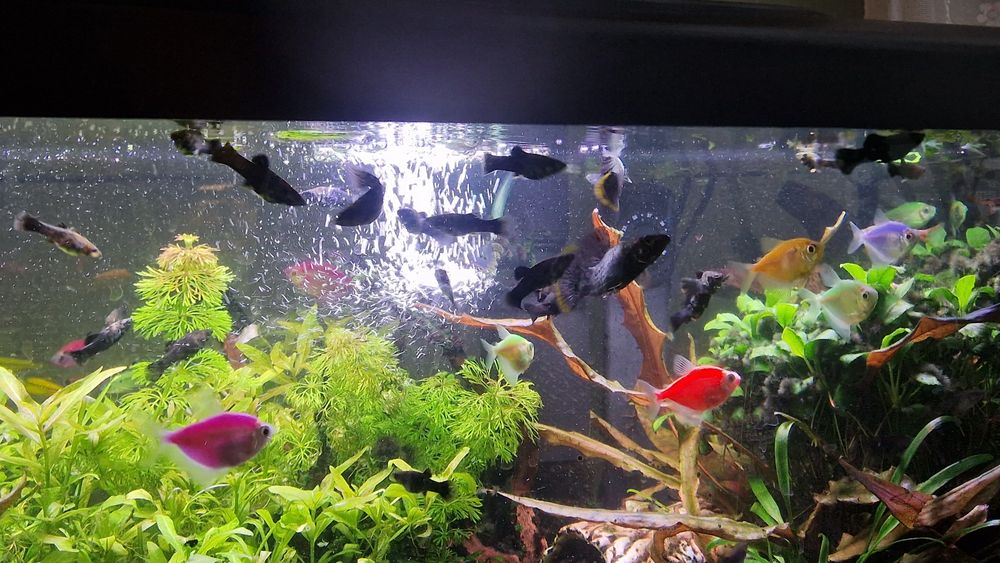 Molinezja czarno-srebrna