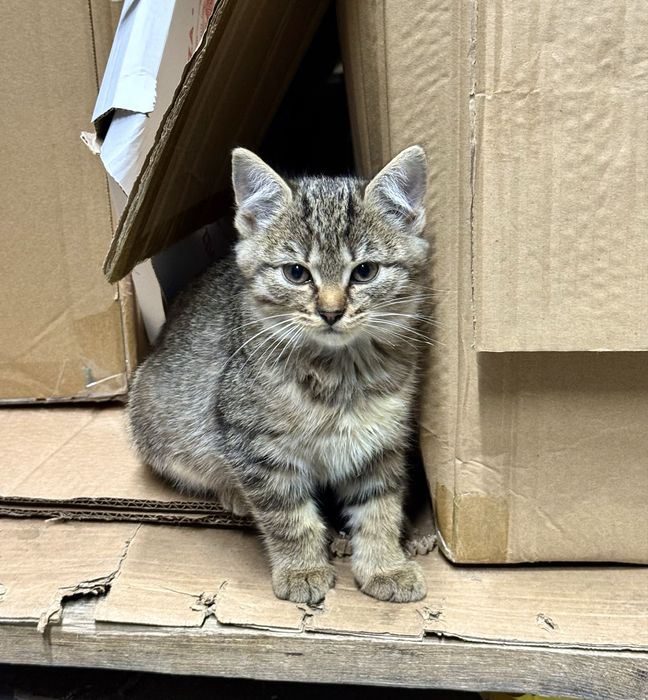 Віддам кошеня у добрі руки