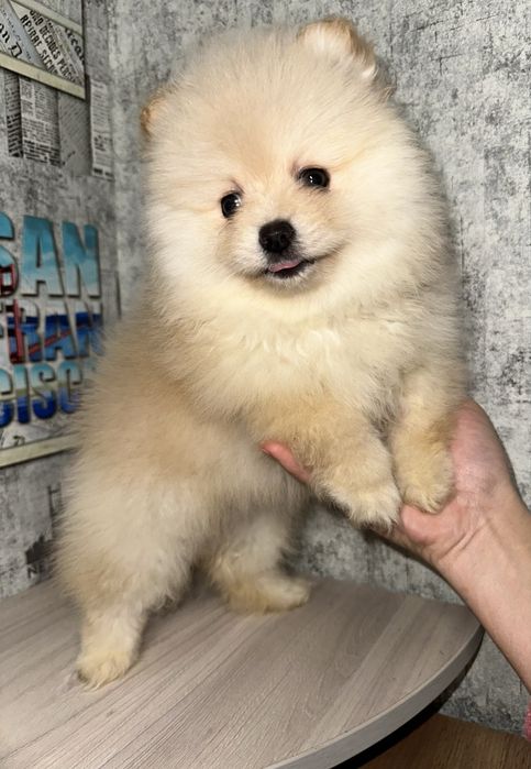 Кремова міні мішка