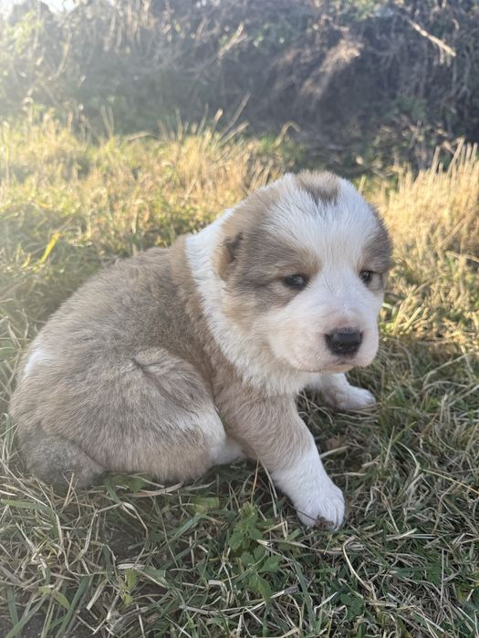 Цуценята алабая\середньоазіатська вівчарка