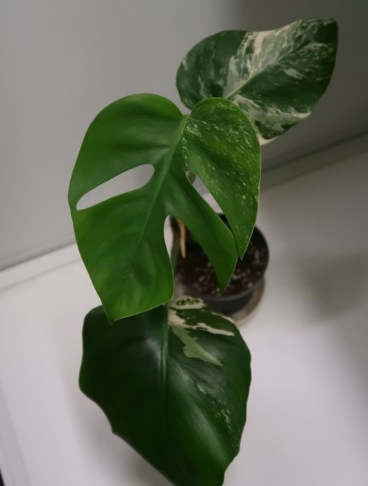 Монстера альба продажа Днепр