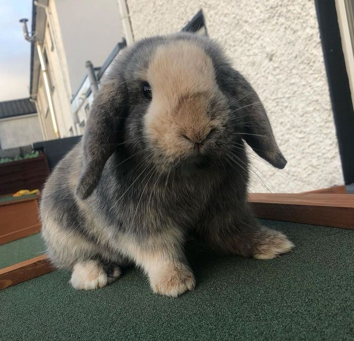 KIT Coelhos anões mini loop, orelhudos lindíssimos e muito dóceis